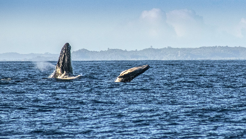 2019.8.7馬達加斯加風(fēng)光及觀鯨魚攝影團