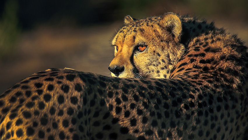 2019.5.18非洲南部三國深度精品攝影團(tuán)-紅沙漠與沼澤，星空與月虹，紅泥人與野生動(dòng)物