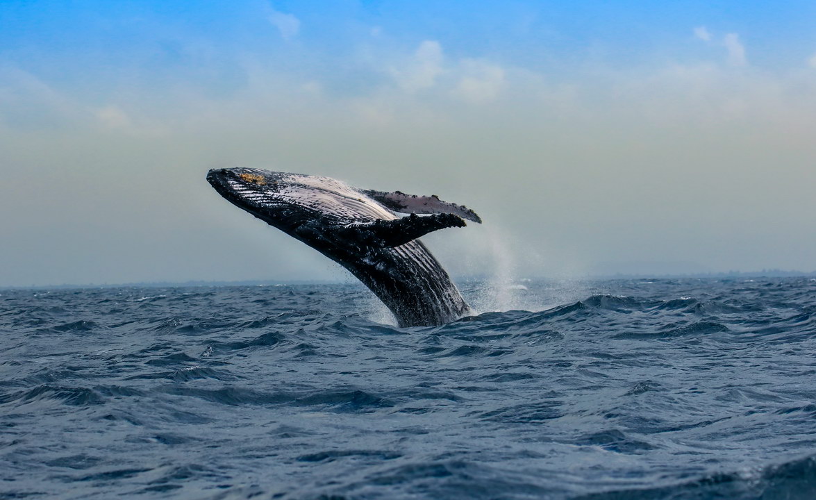 2026.7.24 馬達加斯加風(fēng)光、動物、鯨魚攝影團