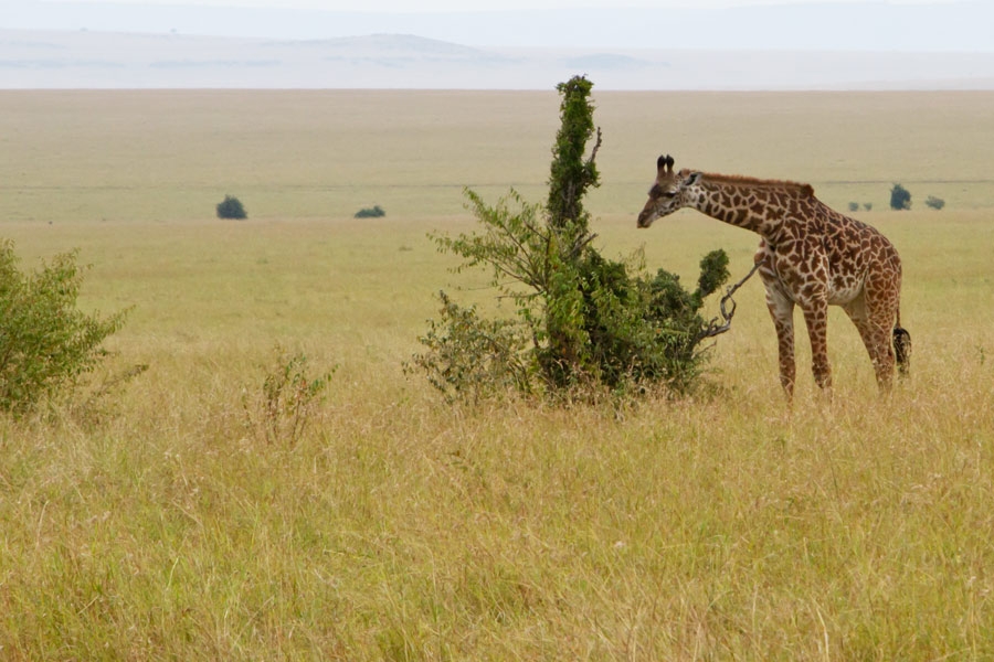 195149otu2cylfwlhiouof