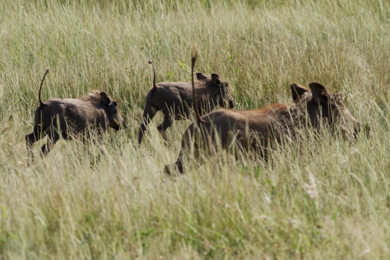 21164597rmgmwnmqw255sr