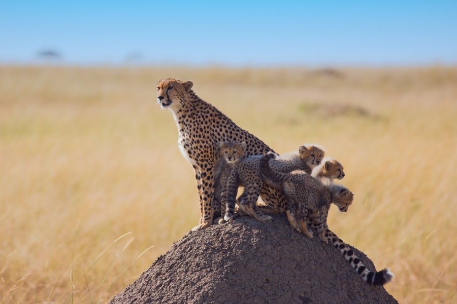 020420so6hadc9moovaiai