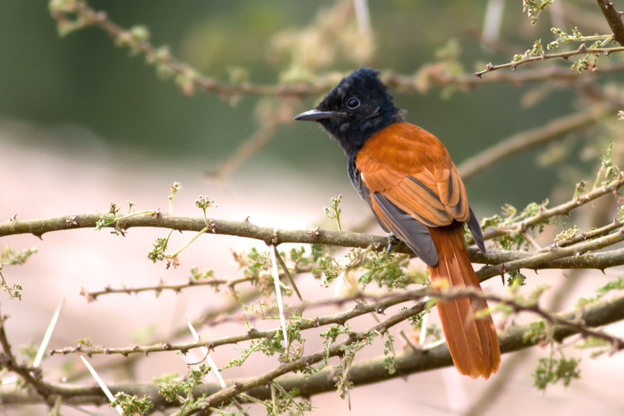 013938m0sxuu4t4s8bsx4u