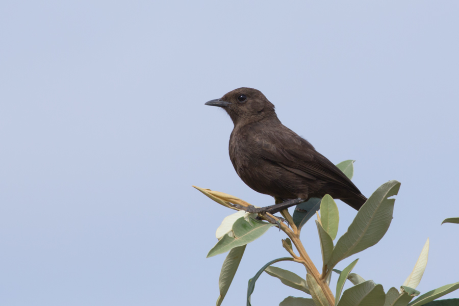 194120qipxpm3av0x00bpv