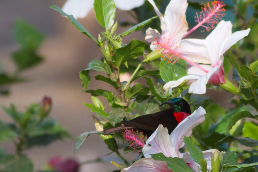 234907p6ae70x77v18gi7e