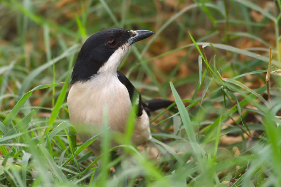 193950eg2qogppq42p5pod