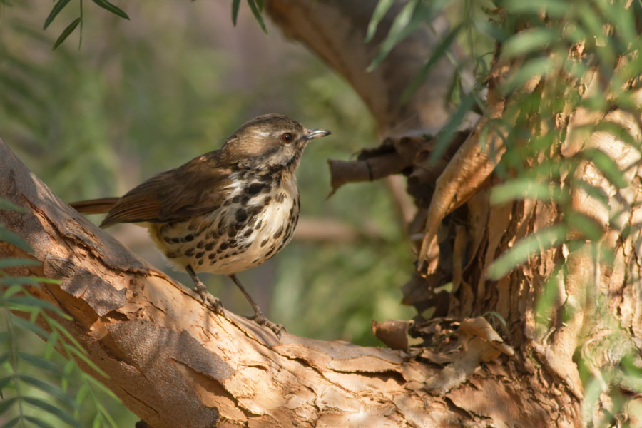 194046y5vv5550u02l5rmz