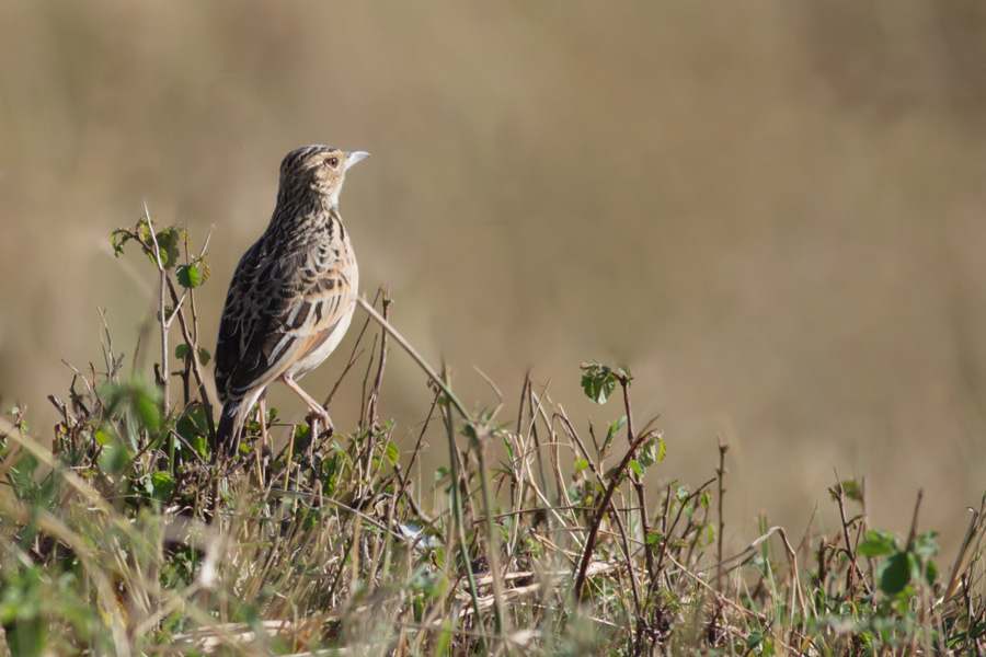 234501w1wg1w1mwcz0bzzb