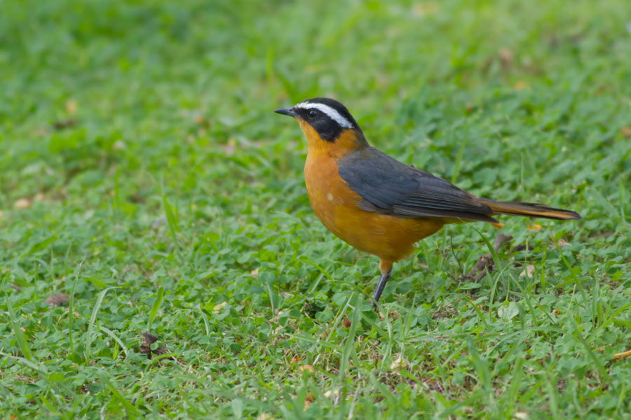 012734ng8er3sy1kj1uoa3