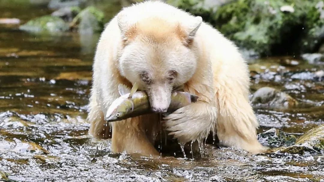 大熊雨林（The Great Bear RainForest）：白靈熊，珍惜如大熊貓