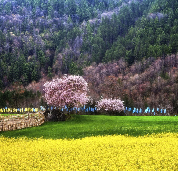 2025.3.25 桃花源記：林芝桃花、然烏冰川、雅魯藏布春色攝影團(tuán)
