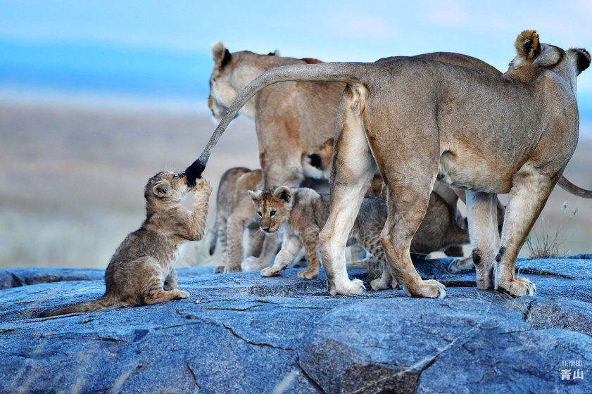 2024.9.5 坦桑尼亞馬拉河畔“天國(guó)之渡”攝影團(tuán)