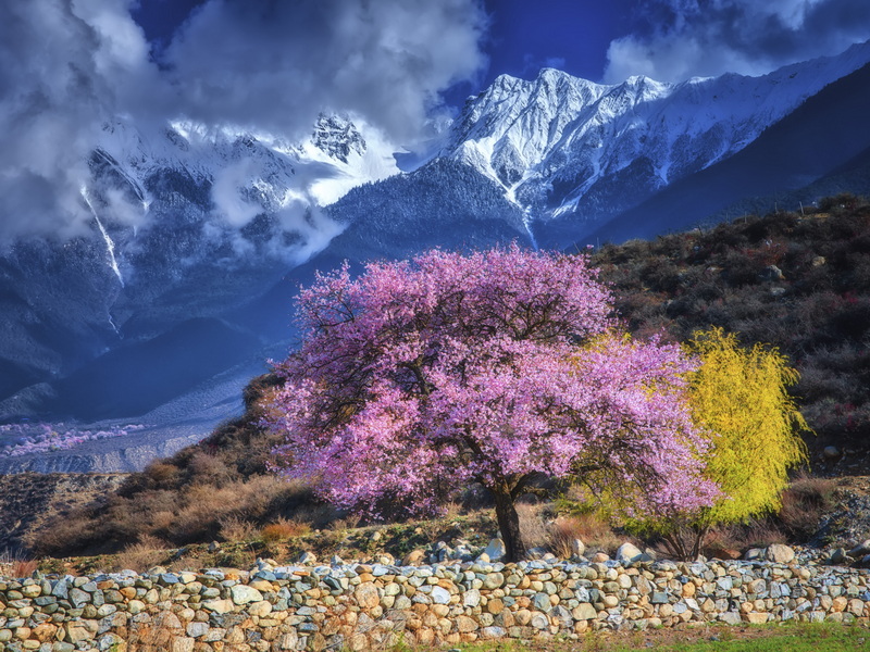 林芝桃花-2