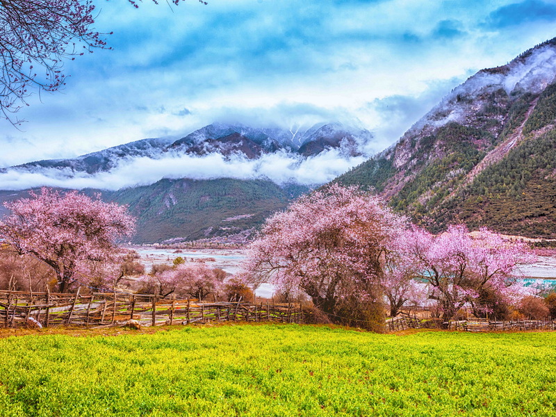 波密桃花