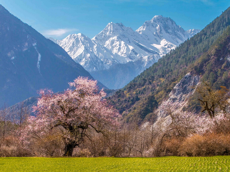波密桃花1