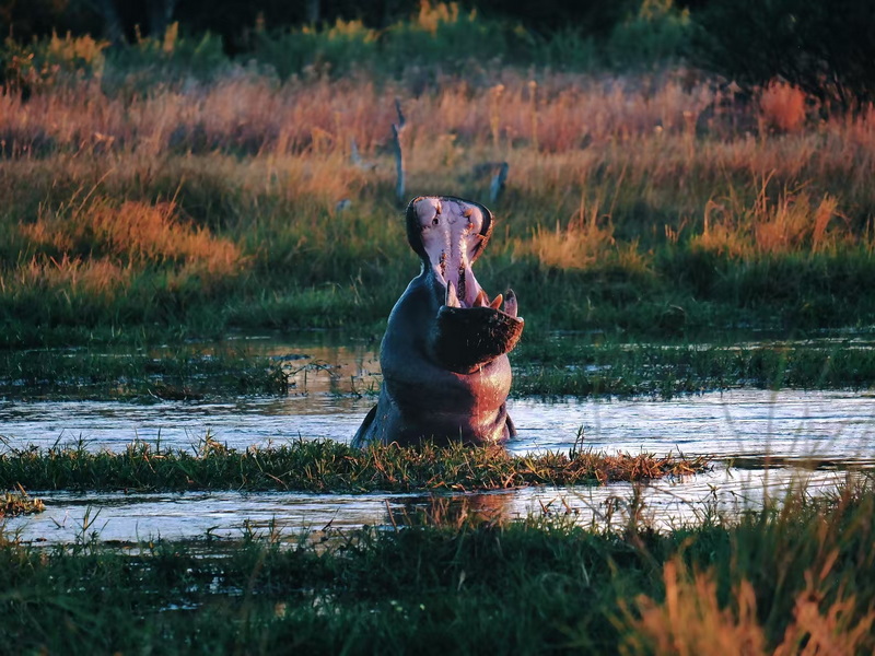奧卡萬(wàn)戈-2