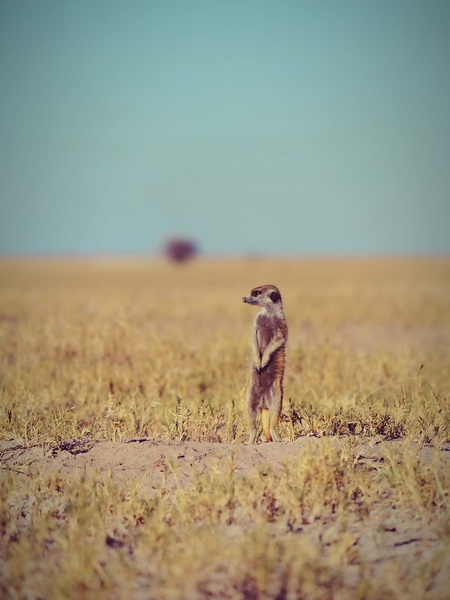 馬卡迪卡迪鹽沼 貓鼬-3