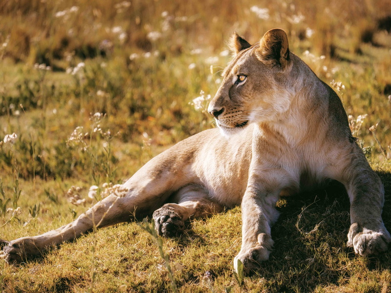 奧卡萬(wàn)戈-12