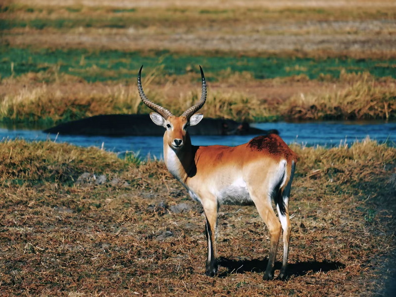 奧卡萬(wàn)戈-6