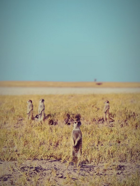 馬卡迪卡迪鹽沼 貓鼬-4