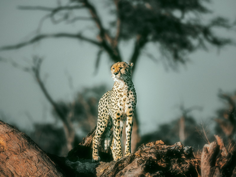 奧卡萬(wàn)戈-16