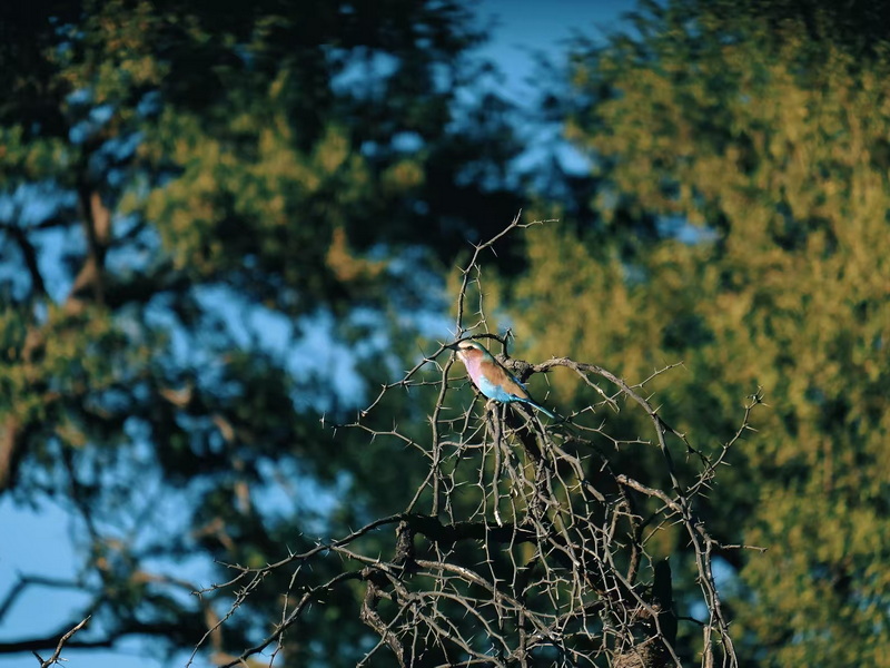 奧卡萬(wàn)戈-4