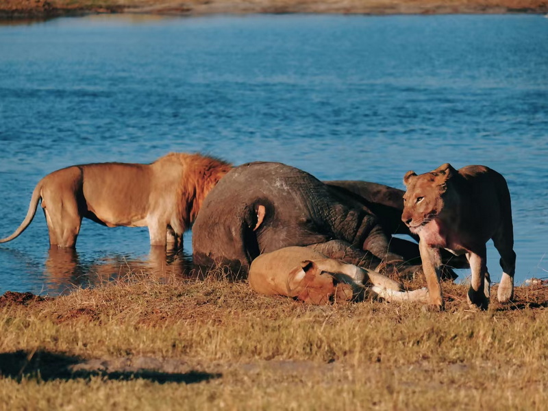 奧卡萬(wàn)戈-7
