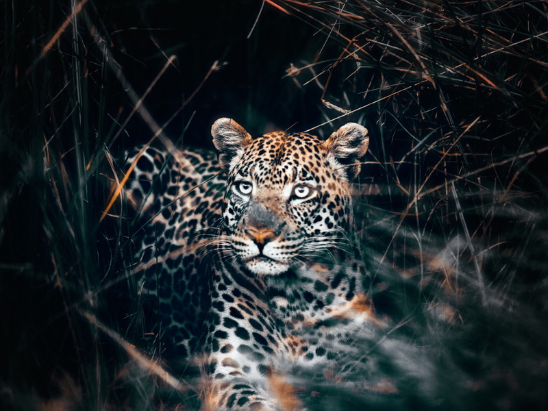 奧卡萬(wàn)戈-14