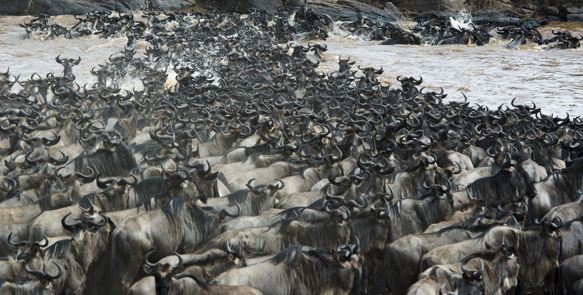 2025.8.25 肯尼亞野生動(dòng)物&坦桑尼亞馬拉河畔動(dòng)物大遷徙深度攝影團(tuán)