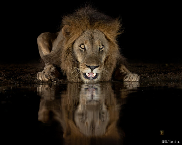 2026.3.9 肯尼亞私人保護(hù)區(qū)野生動物Safari&火烈鳥航拍攝影團(tuán)